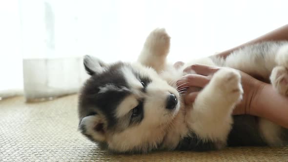 Asian Woman Playing With Her Siberian Husky Puppy