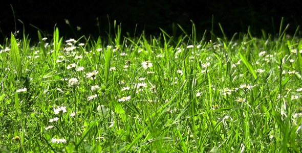 Grass Field III - Full HD Loop alt