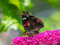 Admiral butterfly collecting nectar at a budleja blossom - PhotoDune Item for Sale