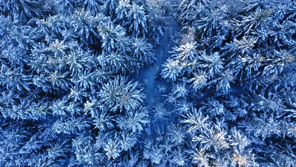 Aerial view of nature in Poland. Snowy forest at winter.