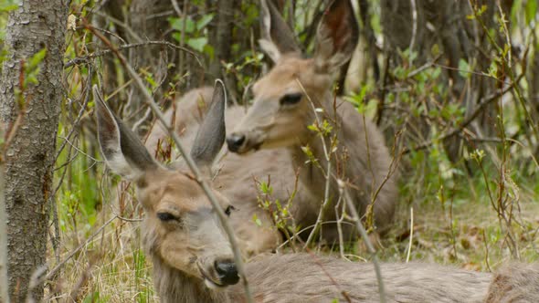 Deer relaxing together and regurgitating