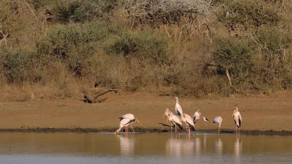 Foraging Yellow Billed Storks - Kruger National Park