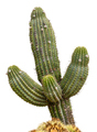 Isolated Giant Saguaro Cactus Tree - PhotoDune Item for Sale