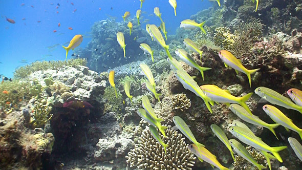 Shoal Of Yellow Fish On Coral Reef