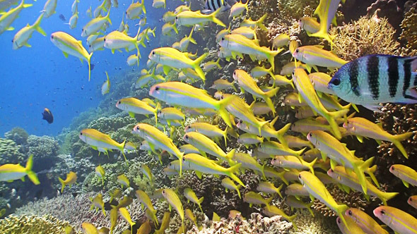 Shoal Of Yellow Fish On Coral Reef 2