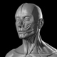 Human Male Anatomy V1.0 - 3DOcean Item for Sale