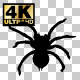 Hand Drawn & Silhouette Spider Animation - VideoHive Item for Sale