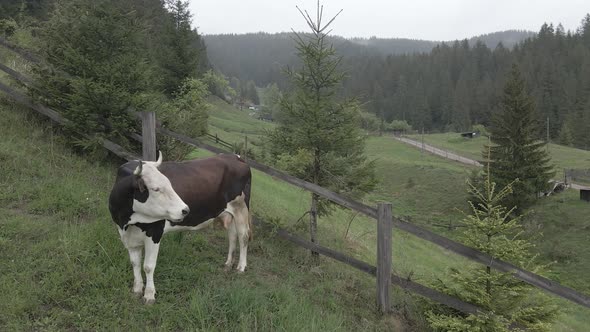 A Cow in the Mountains. Slow Motion. Carpathians. Ukraine. Aerial. Gray, Flat