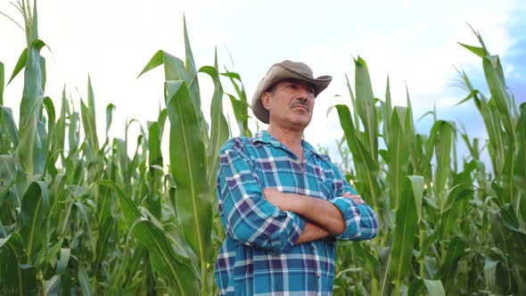 Senior Farmer Standing in Corn Field Examining Crop at Sunset
