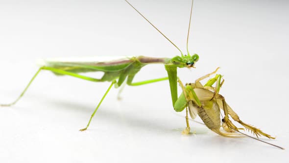 Praying Mantis Feeding On A Cricket