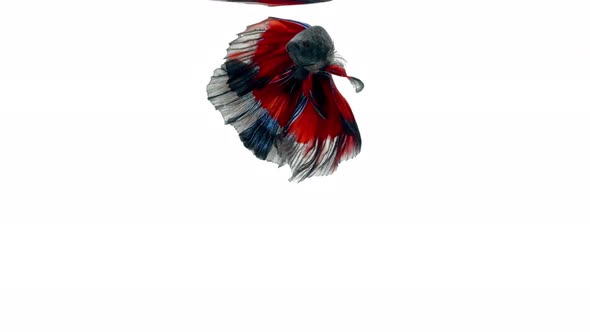Colorful Siamese fighting fish Betta splendens, also known as Thai Fighting Fish or betta, is a spec