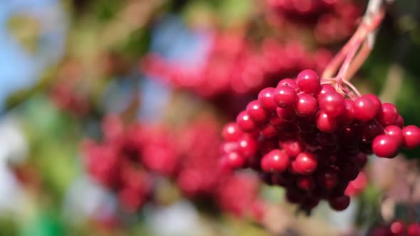 Viburnum Berry