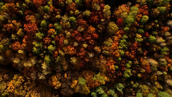 Forest in Autumn Colors