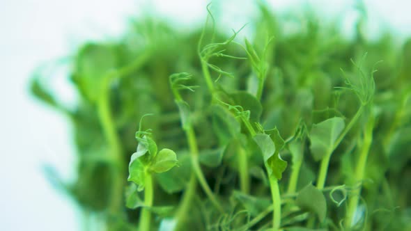 Fresh green raw pea sprouts in the box rotate slow on a black dish on light blue background, healthy