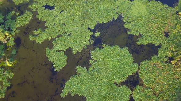 Danube Delta Wetlands