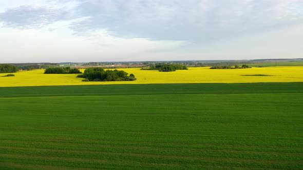 Aerial Fly Over A Green Field Of Ripening Wheat And Then Over A Yellow Rapeseed