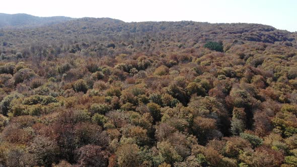 Sabaduri Mountain. Autumn forest. Georgia