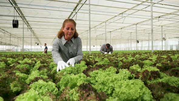 Female Agronomist Working in a Greenhouse with Organic Green Salad