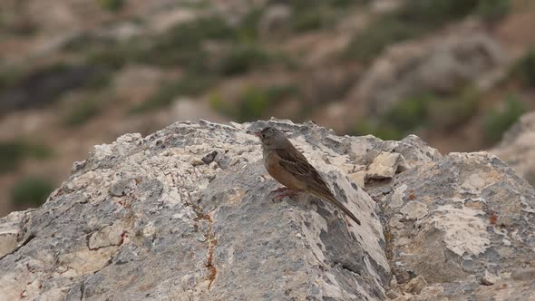 Gray Brown Little Bird Waiting On A Stone