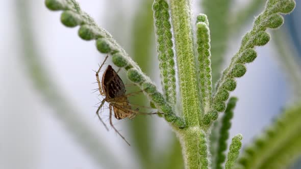 A small, brown and hairy Oxyopes spider quiet under a lavender stem - Close up