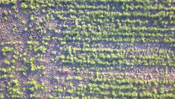 Endless Rows of Crop on a Farmland Aerial Drone Shot