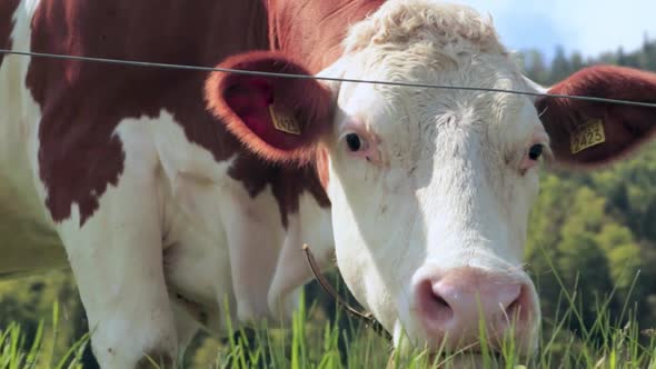 Cattle grazing on grass, close up view of face following the camera.