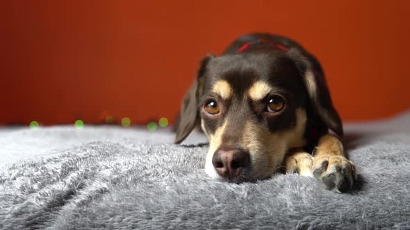 Dog lying and looking to camera, waiting for new year holidays celebration