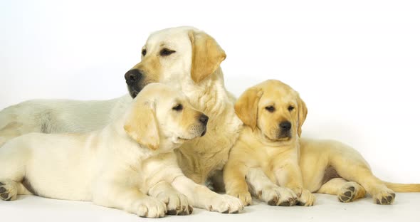 Yellow Labrador Retriever, Bitch and Puppies on White Background, Normandy, Slow Motion 4K