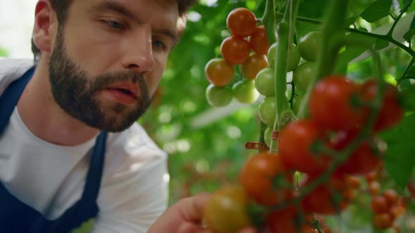 Man Farmer Inspecting Tomatoes Plants Quality in Warm Modern Greenhouse Portrait