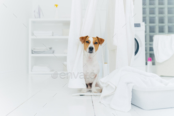 Dog in laundry room, white fresh washed laundry on clothes dryers, basin with towels to wash / Photodune, Misc