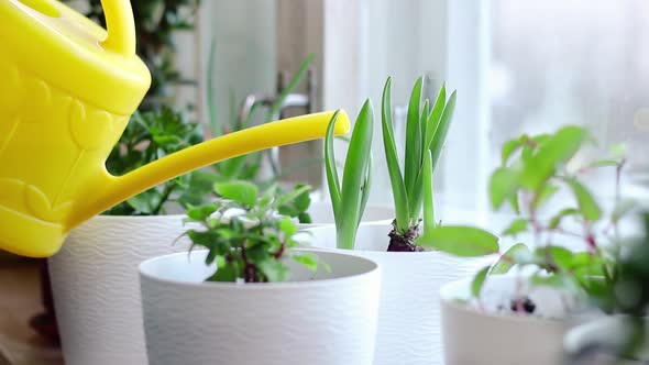 Woman is Watering Home Plants