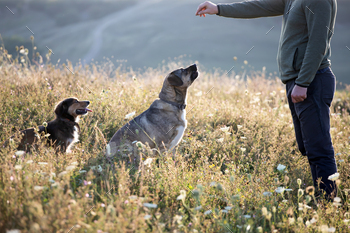 白人男性は彼の雑種犬を訓練しています / Photodune, Misc