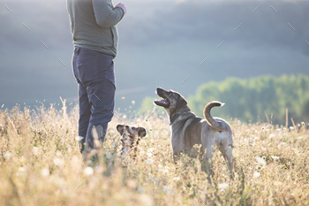 白人男性は彼の雑種犬を訓練しています / Photodune, Misc