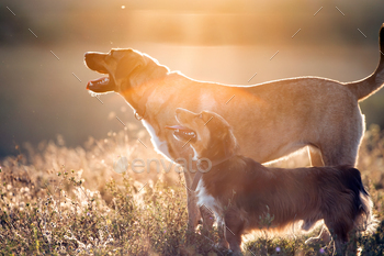 夏のフィールドで楽しんでいる幸せな犬 / Photodune, Misc