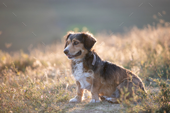 夏のフィールドで楽しんでいる幸せな犬 / Photodune, Misc