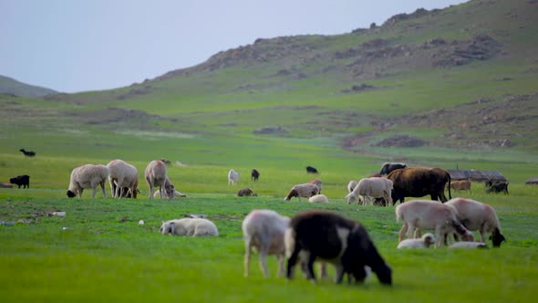 Mongolian Steppes. Grazing Animals 2