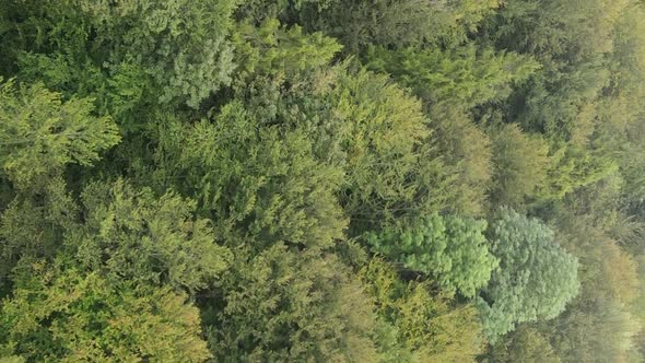 Vertical Video Aerial View of Trees in the Forest