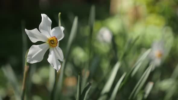 Shallow DOF green garden and Narcissus poeticus flower    slow-mo 1920X1080 HD footage - Slow motion