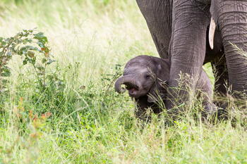 An elephant calf, Loxodonta africana, stands in tall green grass / Photodune, Misc