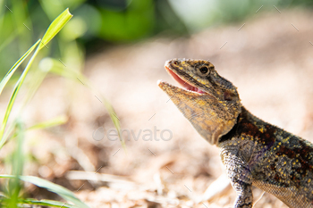 A tree agama, Acanthocercus cyanogaster, looks out of frame, mouth open / Photodune, Misc