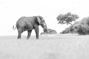 An elephant, Loxodonta africana, walks in a clearing, in black and white / Photodune, Misc