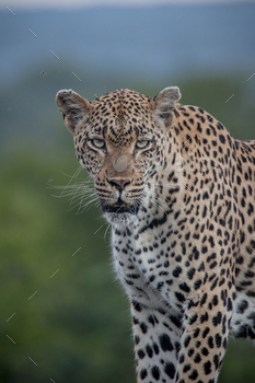 A male leopard, Panthera pardus, direct gaze, blue green background / Photodune, Misc