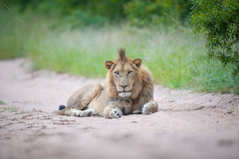 A young male lion, Panthera leo, lies on a sand road, direct gaze / Photodune, Misc