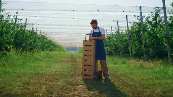 Business Farmer Man Looking Camera at Modern Orchard Near Box Near Cherry Tree