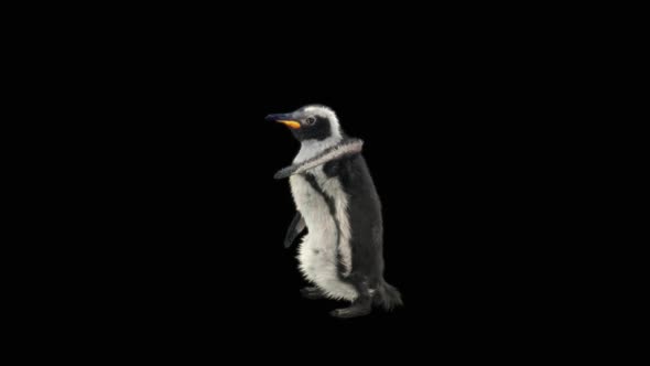 Penguin Dancing HD