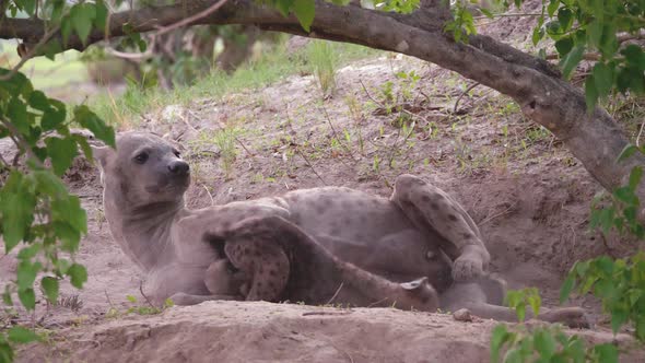 Mother hyena laying down, allowing her pup to suckle at her teat. Telephoto shot, Okavango Delta in