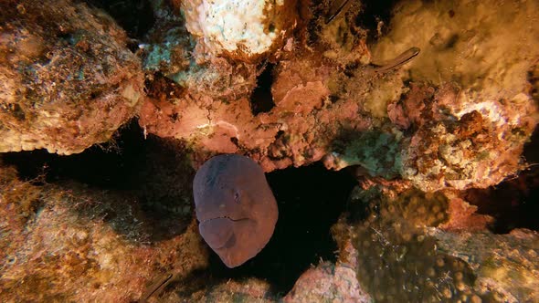 Tropical Underwater Giant Moray