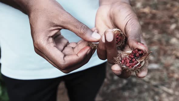 Annatto in Nature Red Fruits of Lipstick Tree Bixa Orellana in African Hand