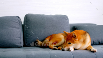 自宅のソファで寝ているかわいい柴犬。 / Photodune, Misc