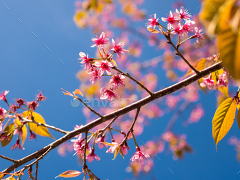 青い空を背景にピンクの春の花。 / Photodune, Misc
